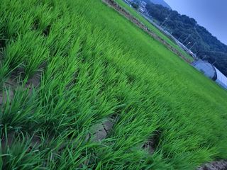 이천농린이님의 양배추 · 자유게시판 작성글 사진