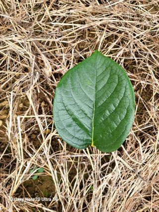 강남진님의 감 · 자유게시판 작성글 사진