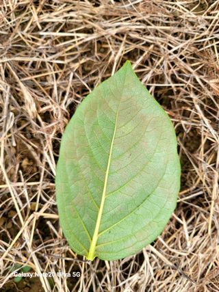 강남진님의 감 · 자유게시판 작성글 사진