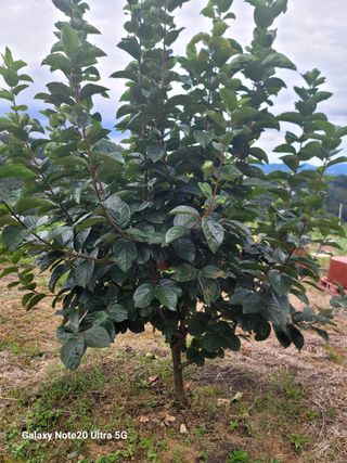 강남진님의 감 · 자유게시판 작성글 사진