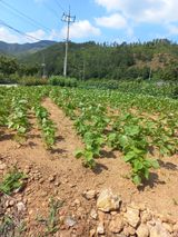 팜모닝 들깨·병해충상담 게시글 이미지