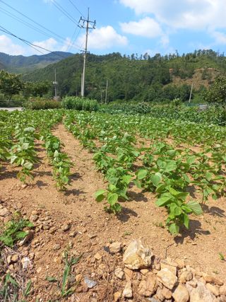 서연성님의 들깨 · 병해충상담 작성글 사진