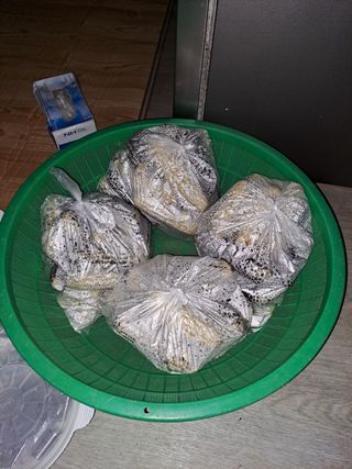 강지현님의 옥수수 · 영농일지 작성글 사진