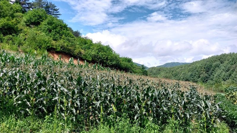알 수 없음님의 장터 판매 상품 [옥수수 한창 수확시기입니다.   판매도 하고  있습니다] 첨부 사진