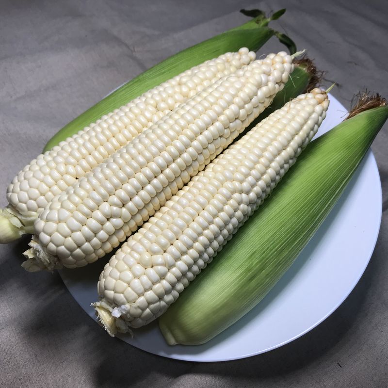 알 수 없음님의 장터 판매 상품 [옥수수 한창 수확시기입니다.   판매도 하고  있습니다] 첨부 사진