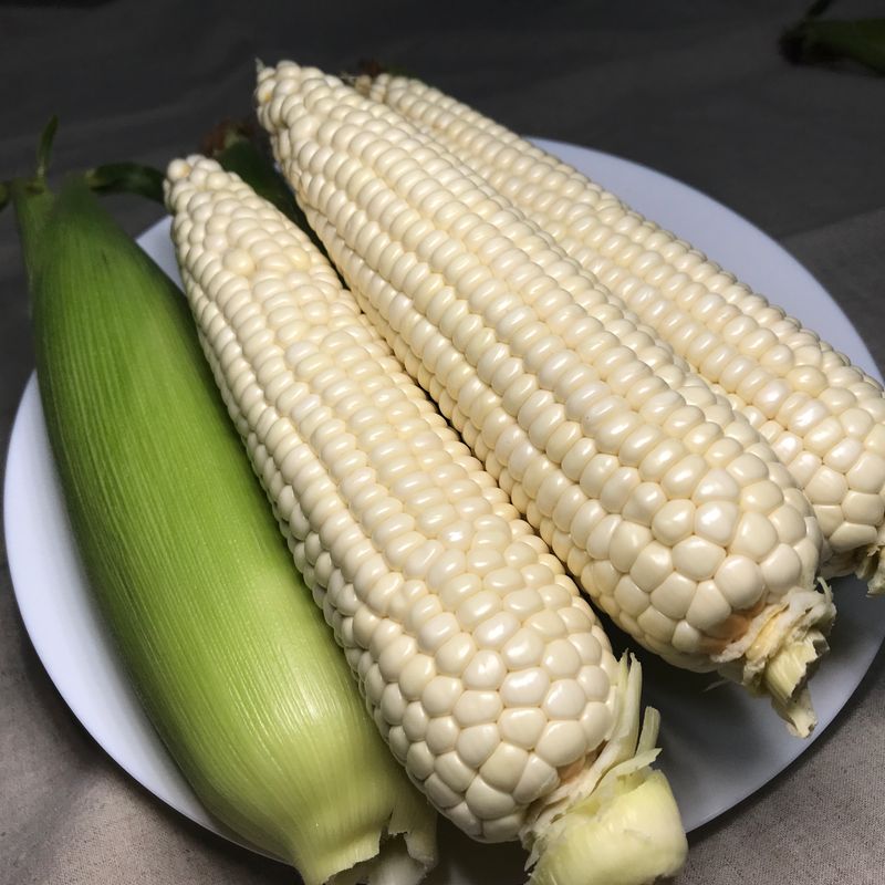 알 수 없음님의 장터 판매 상품 [옥수수 한창 수확시기입니다.   판매도 하고  있습니다] 첨부 사진