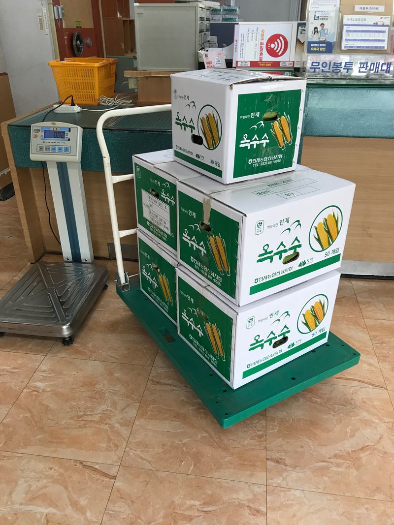 장터 상품 [옥수수 한창 수확시기입니다.   판매도 하고  있습니다] 썸네일