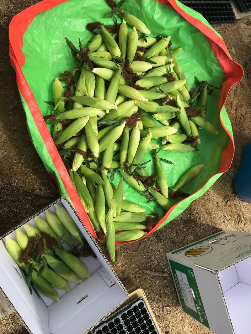 알 수 없음님의 장터 판매 상품 [옥수수 한창 수확시기입니다.   판매도 하고  있습니다] 첨부 사진