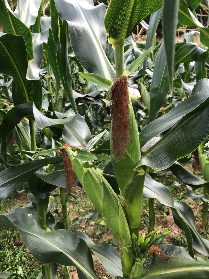 알 수 없음님의 장터 판매 상품 [옥수수 한창 수확시기입니다.   판매도 하고  있습니다] 첨부 사진