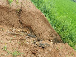 풀향기꽂향기님의 매실 · 자유게시판 작성글 사진