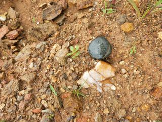 풀향기꽂향기님의 매실 · 자유게시판 작성글 사진