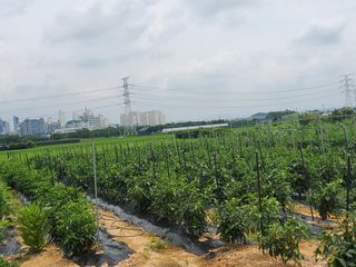 풀향기꽂향기님의 매실 · 자유게시판 작성글 사진