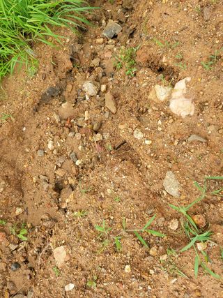 풀향기꽂향기님의 매실 · 자유게시판 작성글 사진