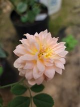 팜모닝 딸기·일상 게시글 이미지