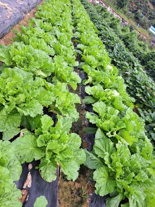 콩18930님의 ↑ 윷놀이 하고 추석덕담 하기 · 참여글 작성글 사진