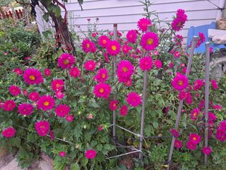 콩18930님의 ↑ 윷놀이 하고 추석덕담 하기 · 참여글 작성글 사진