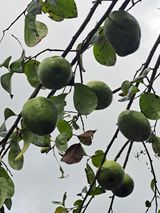 팜모닝 ↑ 윷놀이 하고 추석덕담 하기·참여글 게시글 이미지