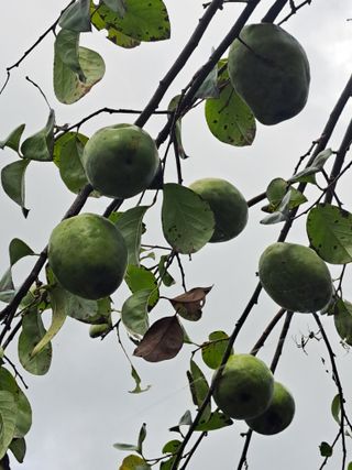 콩18930님의 ↑ 윷놀이 하고 추석덕담 하기 · 참여글 작성글 사진