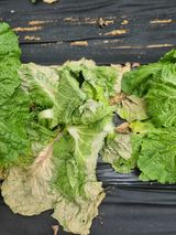 팜모닝 배추·병해충상담 게시글 이미지