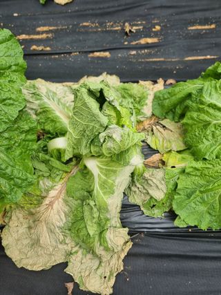 두릅나무7980님의 배추 · 병해충상담 작성글 사진