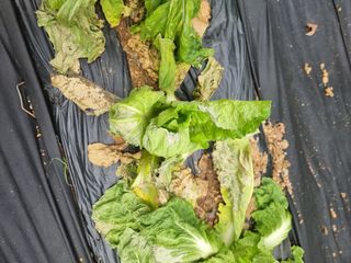 두릅나무7980님의 배추 · 병해충상담 작성글 사진