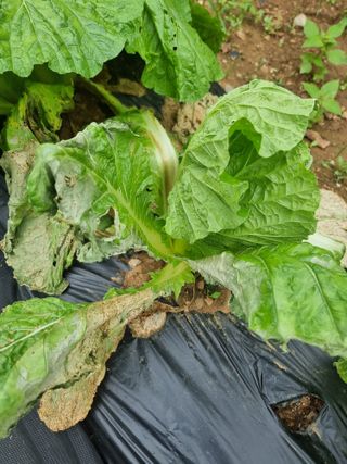 두릅나무7980님의 배추 · 병해충상담 작성글 사진