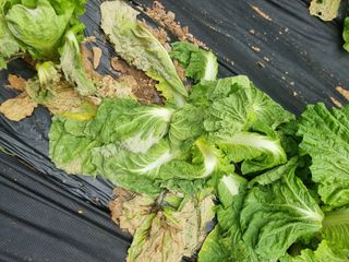 두릅나무7980님의 배추 · 병해충상담 작성글 사진