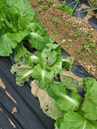 두릅나무7980님의 배추 · 병해충상담 작성글 사진