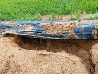 안영란님의 호박 · 자유게시판 작성글 사진