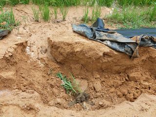 안영란님의 호박 · 자유게시판 작성글 사진