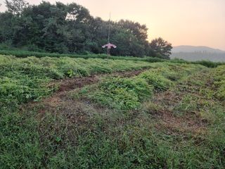 우희태님의 들깨 · 자유게시판 작성글 사진