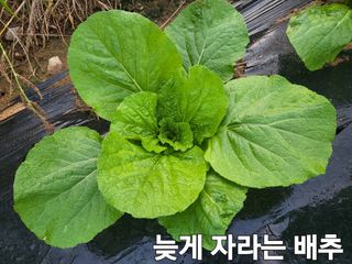 들꽃농장님의 배추 · 일상 작성글 사진