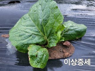 들꽃농장님의 배추 · 일상 작성글 사진