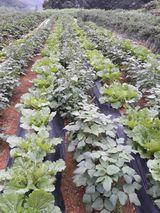 팜모닝 자유주제·자유게시판 게시글 이미지