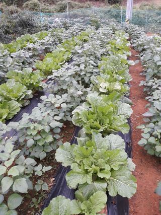 조동원님의 자유주제 · 자유게시판 작성글 사진