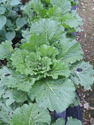 조동원님의 자유주제 · 자유게시판 작성글 사진