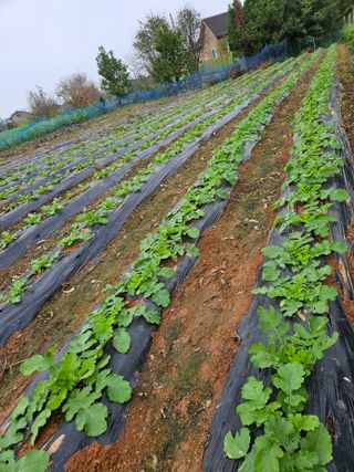 최선희님의 ↑ 윷놀이 하고 추석덕담 하기 · 참여글 작성글 사진