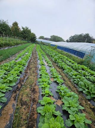 최선희님의 ↑ 윷놀이 하고 추석덕담 하기 · 참여글 작성글 사진