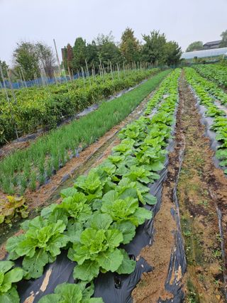 최선희님의 ↑ 윷놀이 하고 추석덕담 하기 · 참여글 작성글 사진