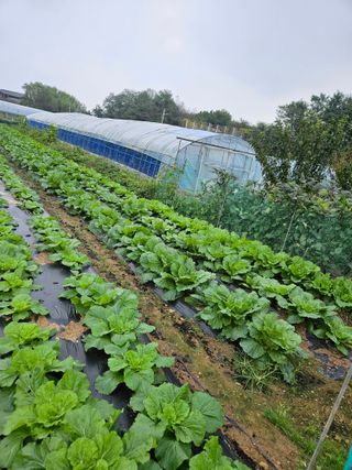 최선희님의 ↑ 윷놀이 하고 추석덕담 하기 · 참여글 작성글 사진