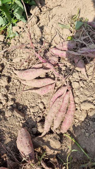 박순덕님의 고구마 · 자유게시판 작성글 사진