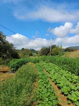 팜모닝 배추·병해충상담 게시글 이미지