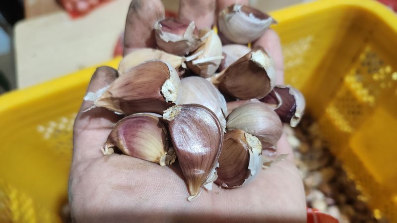 장터 상품 [홍산 1대종 씨마늘 1kg(약280개)] 썸네일