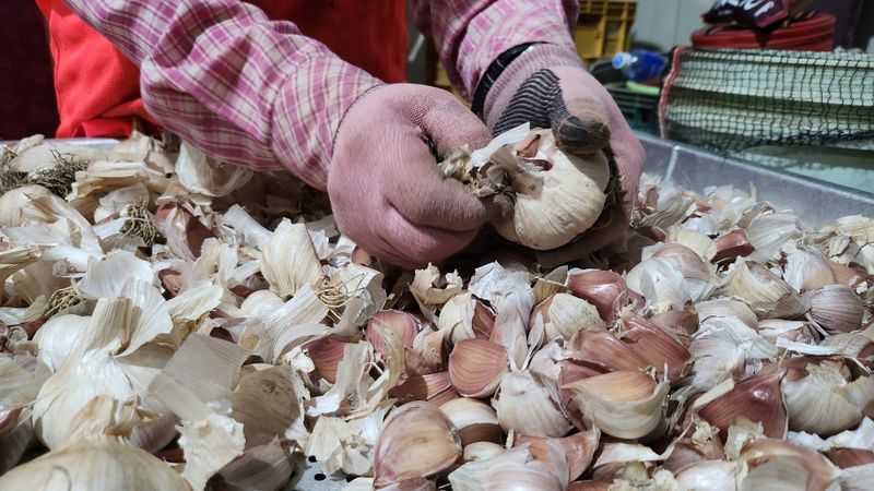 조한솔님의 장터 판매 상품 [홍산 1대종 씨마늘 1kg(약280개)] 첨부 사진