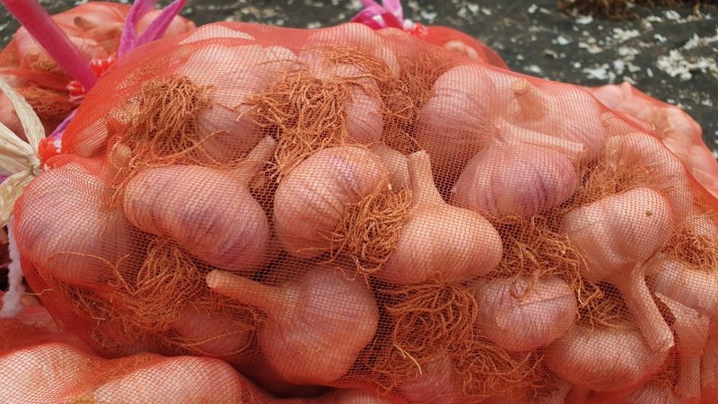 조한솔님의 장터 판매 상품 [홍산 1대종 씨마늘 1kg(판매완료)] 첨부 사진