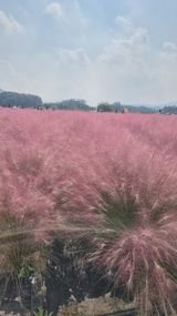 팜모닝 ↑ 윷놀이 하고 추석덕담 하기·참여글 게시글 이미지