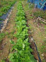 팜모닝 자유주제·자유게시판 게시글 이미지