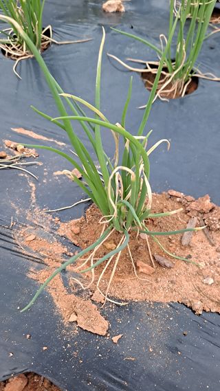 귀농 4년/지성훈님의 파 · 병해충상담 작성글 사진