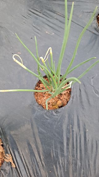 귀농 4년/지성훈님의 파 · 병해충상담 작성글 사진