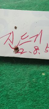 팜모닝 매실·자유게시판 게시글 이미지